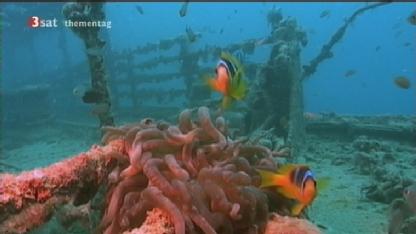 Egypt: SS Thistlegorm in Sharm Al Sheikh