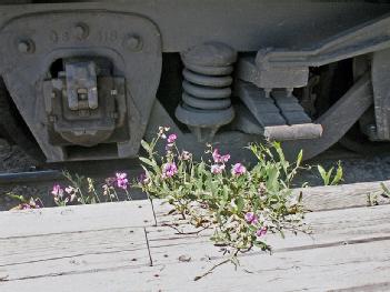 United States of America (USA): Mount Hood Railroad in 97031 Hood River